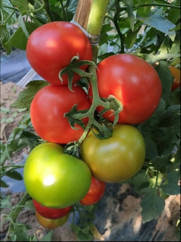 Beef Tomato (TO-606） suppliers