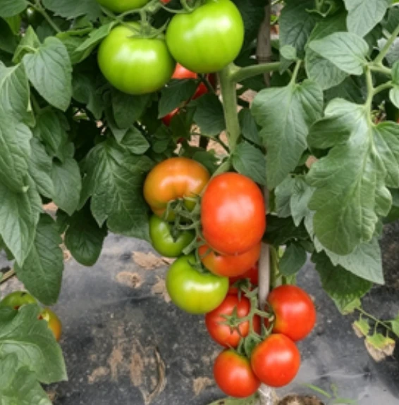 Beef Tomato (TO-704) suppliers