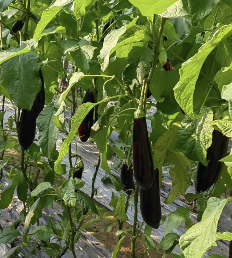Different Types Of Eggplant(EG-10) suppliers