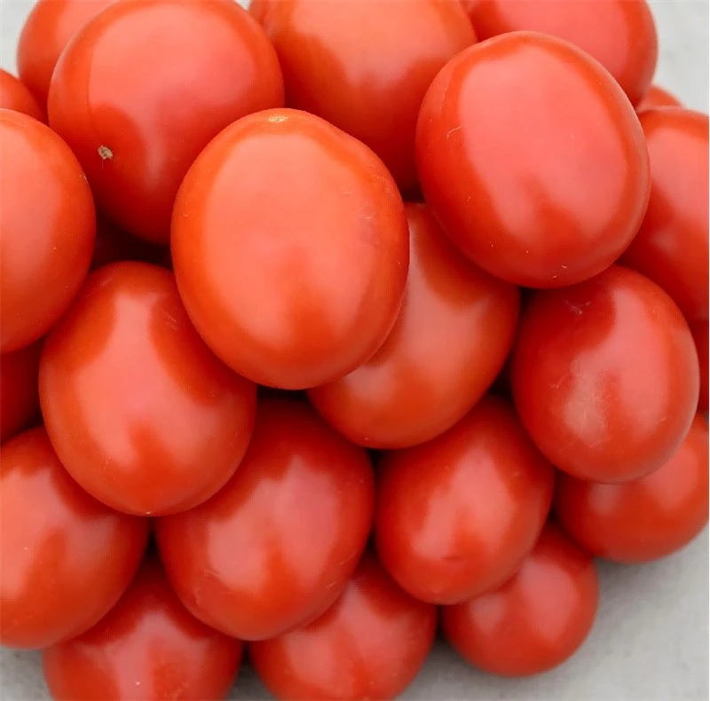 Square Shape Roma Tomato Seeds TO-S401 2