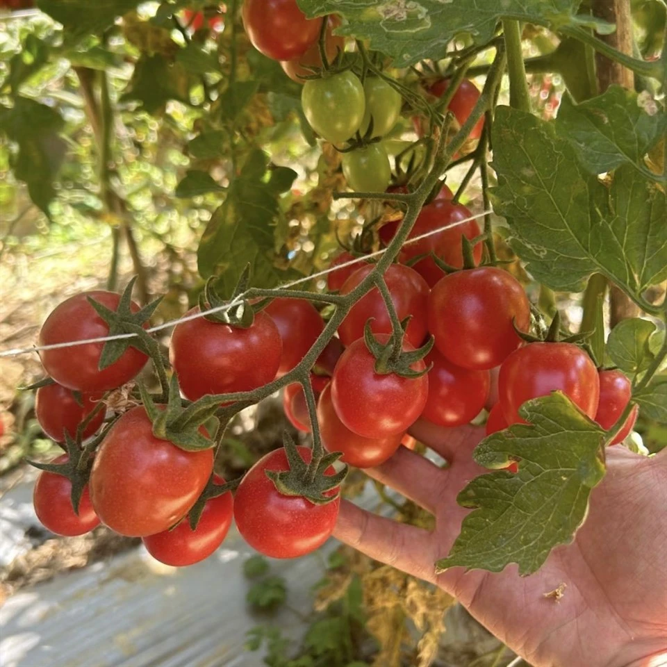 Striped Roma Tomato(TO-520) suppliers